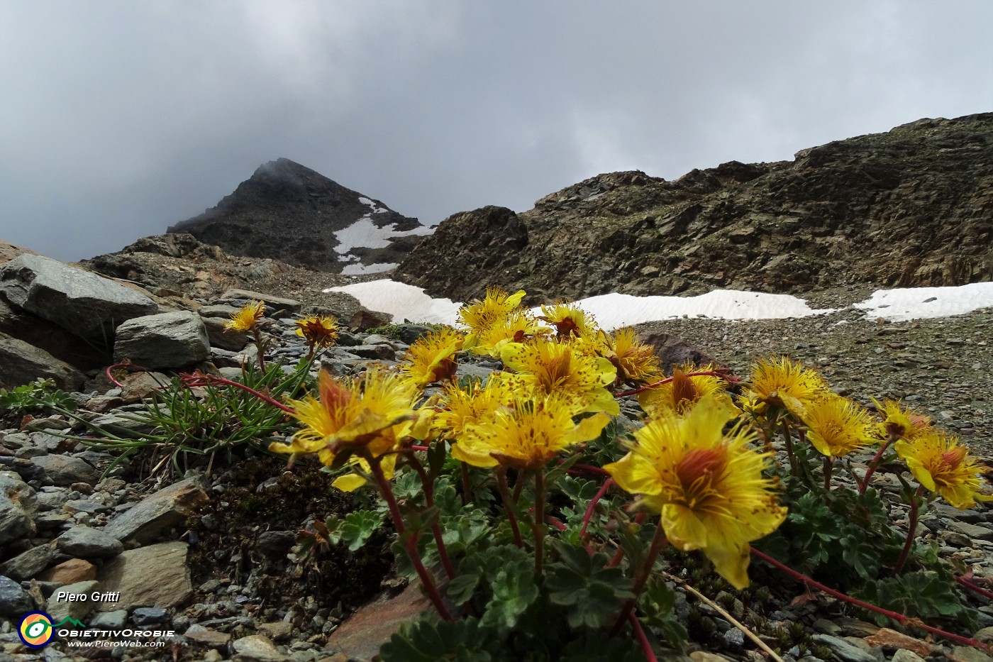 46 Cariofillata delle pietraie (Geum reptans) con vista in Cima Fontana.JPG